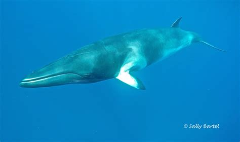minke whale latin name